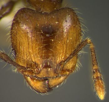 Media type: image;   Entomology 34413 Aspect: head frontal view